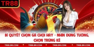 Bí Quyết Chọn Gà Chọi Hay - Nhìn Đúng Tướng, Chọn Trúng Kê