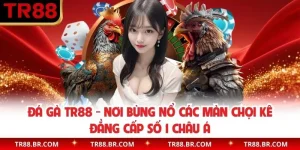 Đá Gà TR88 - Nơi Bùng Nổ Các Màn Chọi Kê Đẳng Cấp Số 1 Châu Á