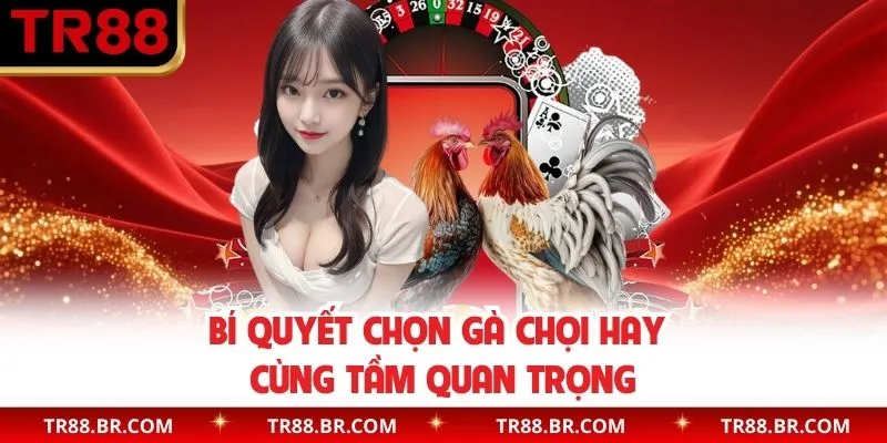 Tầm quan trọng kinh nghiệm chọn gà chiến hay